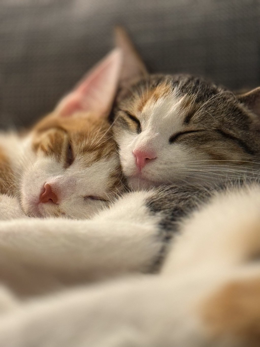 Sawyer’s Photo Log,&nbsp;2024